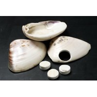Pierres de Go Coquillage 8mm - Jitsuyo