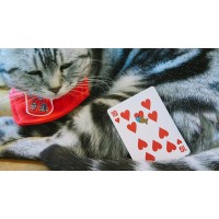 Cartes Meow Star