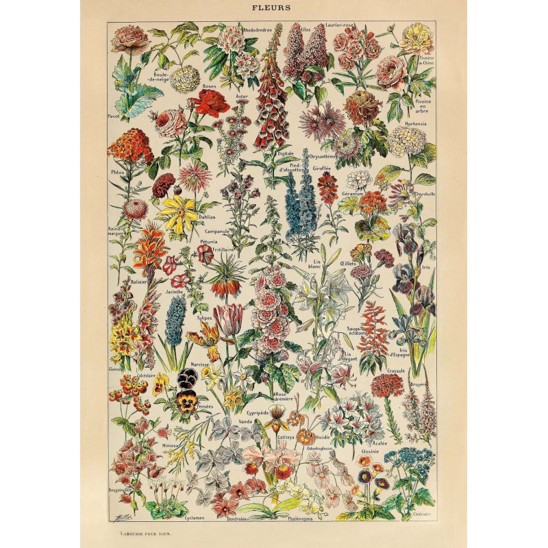 Puzzle 1000 pièces - Millot - Fleurs