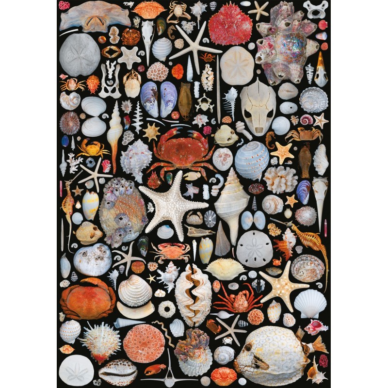 Puzzle 1000 pices - Coquilles Puzzle 1000 pices - Coquilles
