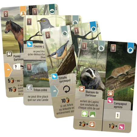 Forêt Mixte Dartmoor